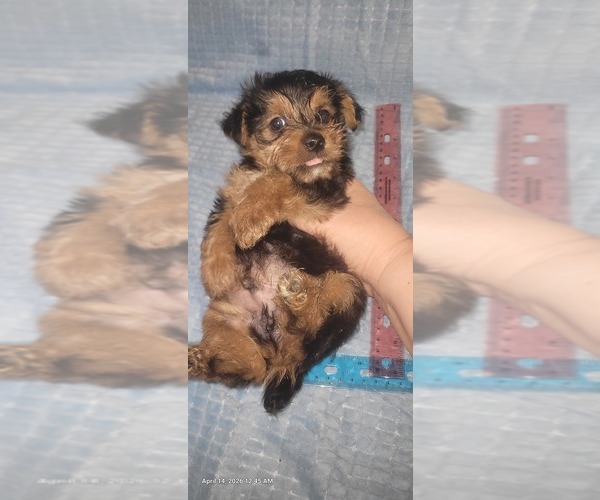 Medium Photo #253 Yorkshire Terrier Puppy For Sale in AKRON, OH, USA
