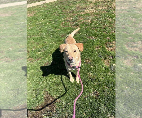 Medium Photo #2 Labrador Retriever Puppy For Sale in Evansville, IN, USA