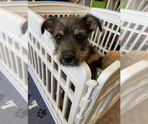 Medium Photo #2 Mutt Puppy For Sale in Oak Bluffs, MA, USA