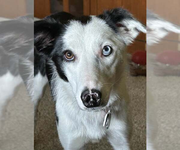 Medium Photo #8 Border Collie Puppy For Sale in Highland, IL, USA