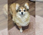 Small #2 Pembroke Welsh Corgi-Pomeranian Mix