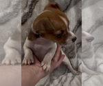Small #9 Jack Russell Terrier