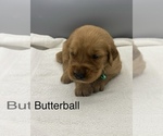 Small #1 Golden Retriever
