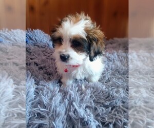 Silky Cocker Puppy for sale in WOBURN, MA, USA
