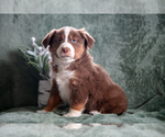Puppy Finch Miniature Australian Shepherd