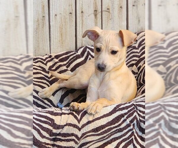 Medium Photo #4 Chihuahua-Unknown Mix Puppy For Sale in Anaheim Hills, CA, USA