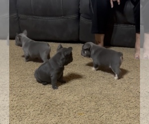 French Bulldog Puppy for Sale in CAMERON, Oklahoma USA