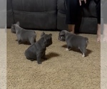 Small French Bulldog