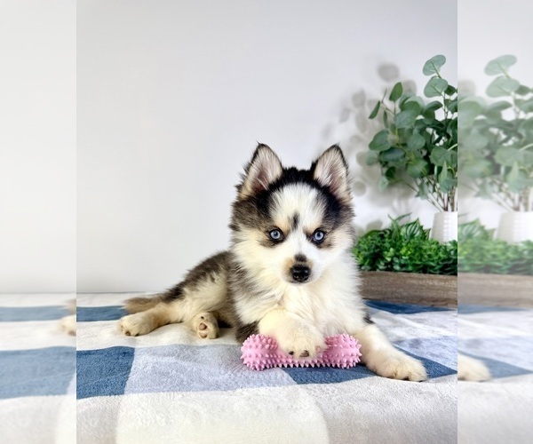 Medium Photo #2 Pomsky Puppy For Sale in GREENFIELD, IN, USA
