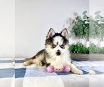 Small #1 Pomsky