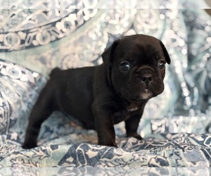 French Bulldog Puppy for sale in NEWTON, NJ, USA