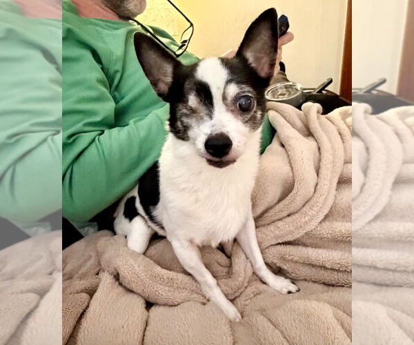 Medium Photo #14 Chihuahua Puppy For Sale in Minneapolis, MN, USA