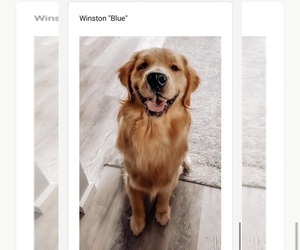 Father of the Golden Retriever puppies born on 03/22/2025