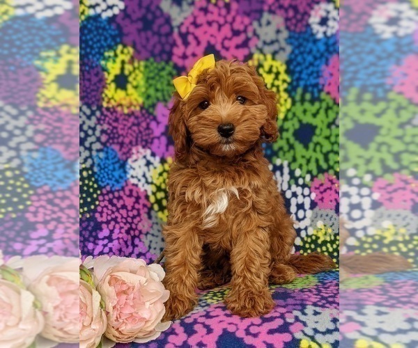Medium Photo #7 Cavapoo Puppy For Sale in KIRKWOOD, PA, USA