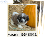 Puppy Mason Zuchon