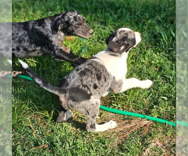Medium Photo #11 Mutt Puppy For Sale in Wakefield, RI, USA