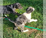 Small #10 Mutt