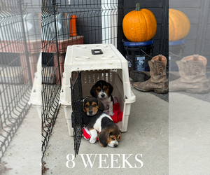 Beagle Puppy for Sale in MCPHERSON, Kansas USA