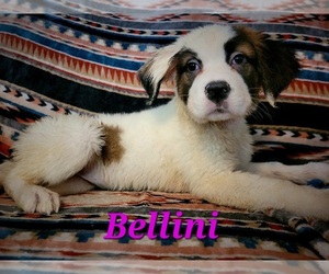 Saint Bernard Puppy for sale in ELKHART, IN, USA