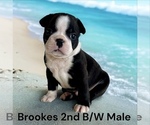 Small #3 Boston Terrier