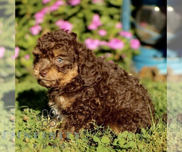 Medium Photo #4 Cavapoo Puppy For Sale in QUARRYVILLE, PA, USA