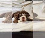 Small Photo #2 English Bulldog Puppy For Sale in LIHUE, HI, USA