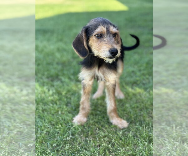 Medium Photo #17 Beagle-Unknown Mix Puppy For Sale in PIPE CREEK, TX, USA