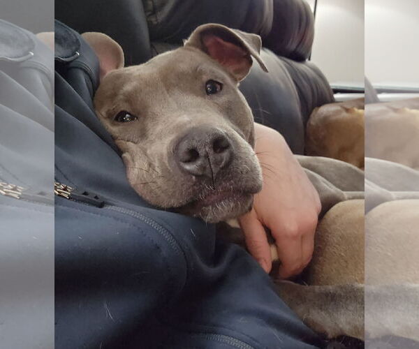 Medium Photo #9 American Pit Bull Terrier-Unknown Mix Puppy For Sale in Farmington, MN, USA