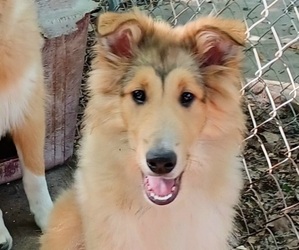 Collie Puppy for sale in CHARLOTTE, NC, USA