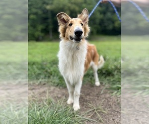 Collie Puppy for sale in KINGSPORT, TN, USA