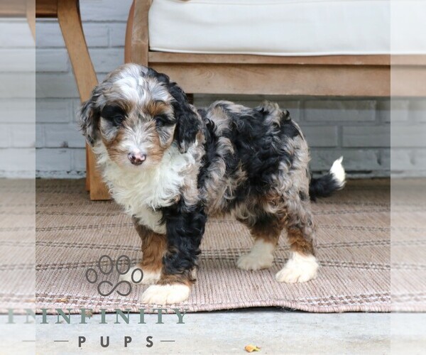 Medium Photo #4 Bernedoodle (Miniature) Puppy For Sale in NARVON, PA, USA
