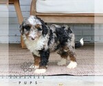 Milo - Male Bernedoodle (Miniature) Puppy for Sale - Photo #4