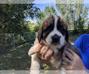 Saint Bernard Puppy for sale in DELTA, CO, USA