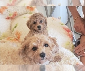 Maltipoo Puppy for sale in MAXDALE, TX, USA