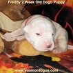 Small Photo #161 Dogo Argentino Puppy For Sale in PINEVILLE, MO, USA