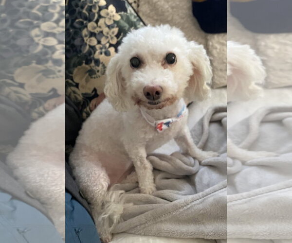Medium Photo #4 Bichpoo Puppy For Sale in St. Louis Park, MN, USA
