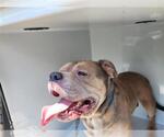 Small American Pit Bull Terrier
