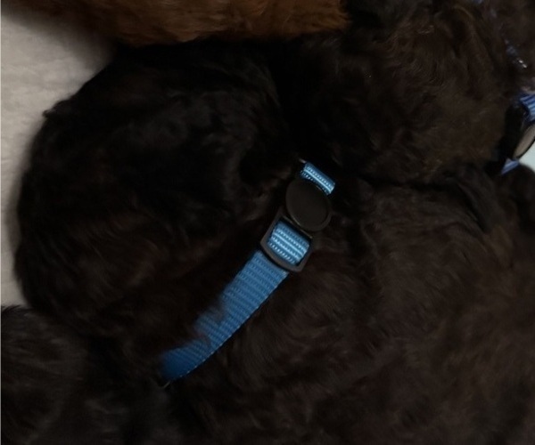 Medium Photo #55 Bernedoodle Puppy For Sale in MOULTON, AL, USA