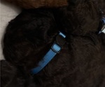 Small Photo #55 Bernedoodle Puppy For Sale in MOULTON, AL, USA