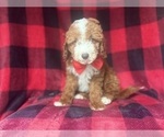 Image preview for Ad Listing. Nickname: Ace