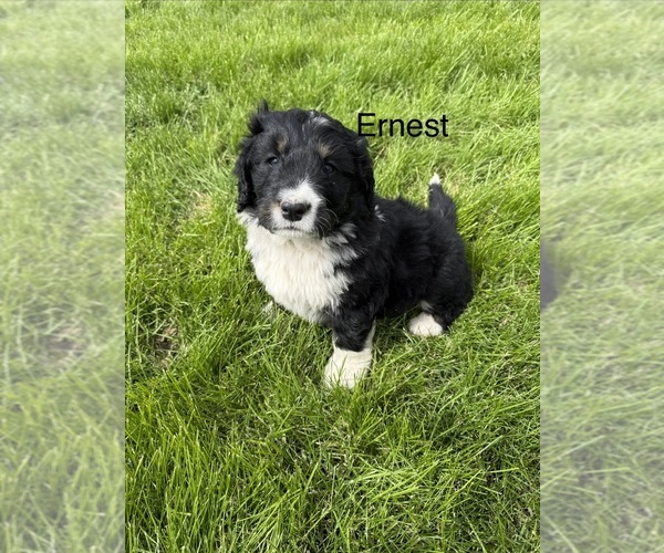 Medium Photo #2 Bernedoodle Puppy For Sale in SIBLEY, IL, USA
