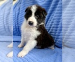 Small #4 Border Collie