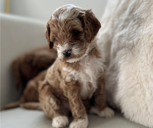 Cock-A-Poo Puppy for sale in MONTPELIER, VA, USA