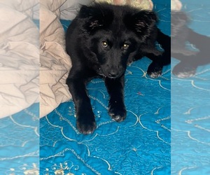 Belgian Malinois-Border Collie Mix Puppy for sale in LOS ANGELES, CA, USA