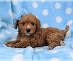 Small Photo #5 Poodle (Miniature) Puppy For Sale in LANCASTER, PA, USA