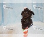 Small #9 Maltipoo