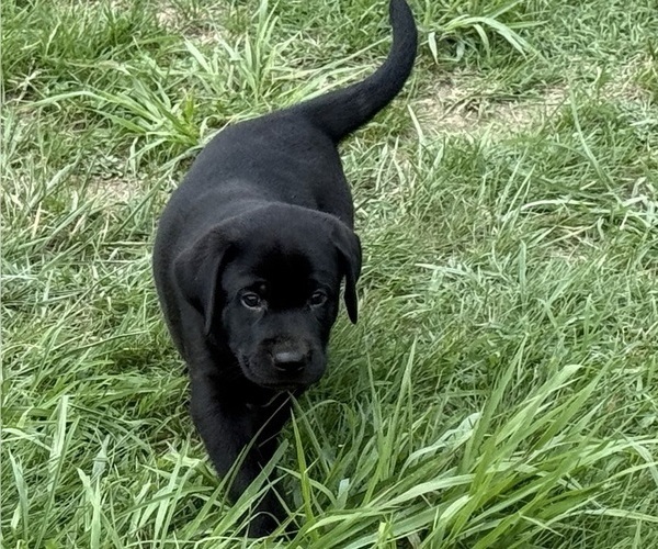 Medium Photo #23 Labrador Retriever Puppy For Sale in SPOTSYLVANIA, VA, USA