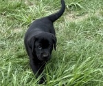 Small Photo #23 Labrador Retriever Puppy For Sale in SPOTSYLVANIA, VA, USA