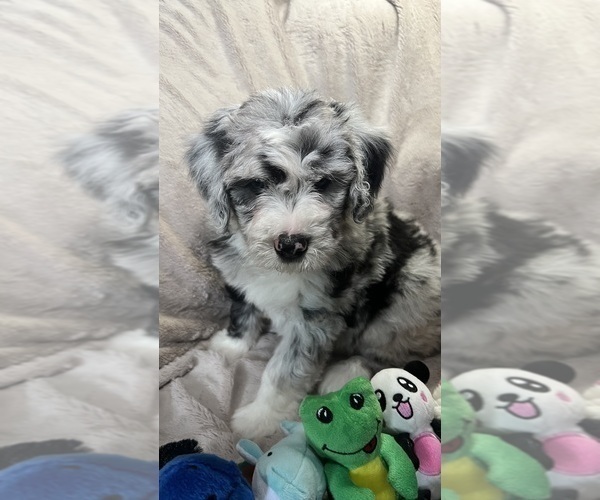 Medium Photo #17 Bernedoodle-Sheepadoodle Mix Puppy For Sale in WOODSIDE, NY, USA