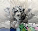 Small Photo #17 Bernedoodle-Sheepadoodle Mix Puppy For Sale in WOODSIDE, NY, USA